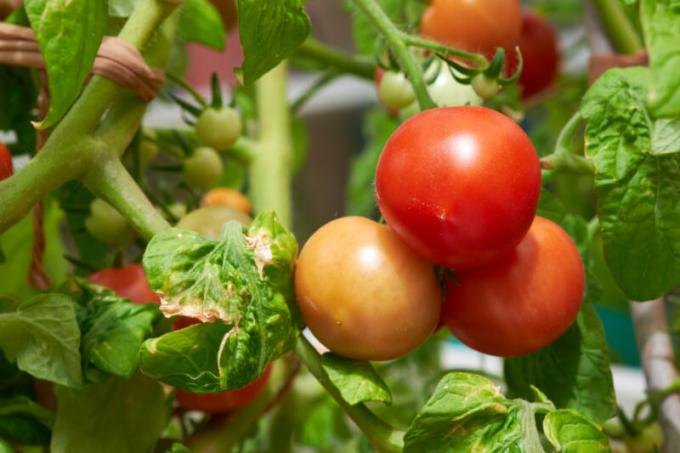 Bintik-bintik coklat-coklat pada daun tomat: apa itu dan bagaimana memerangi