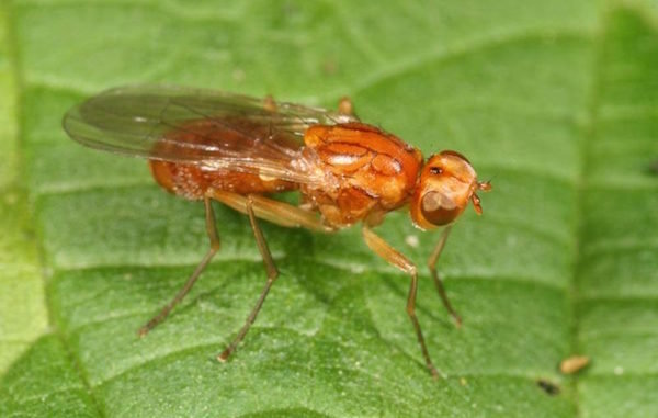 Menyingkirkan lalat wortel tanpa masalah: pengalaman pribadi