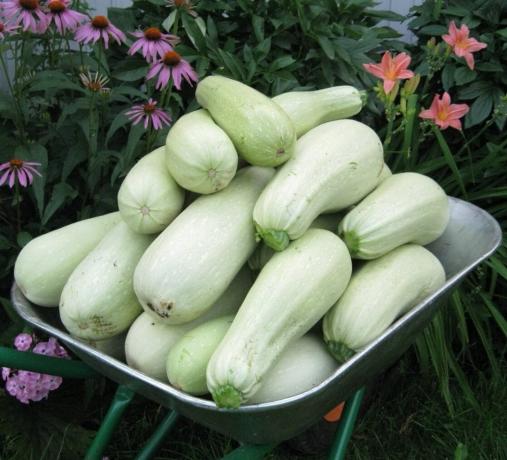 Apa yang menanam di dalam negeri, varietas baru zucchini. hibrida zucchini