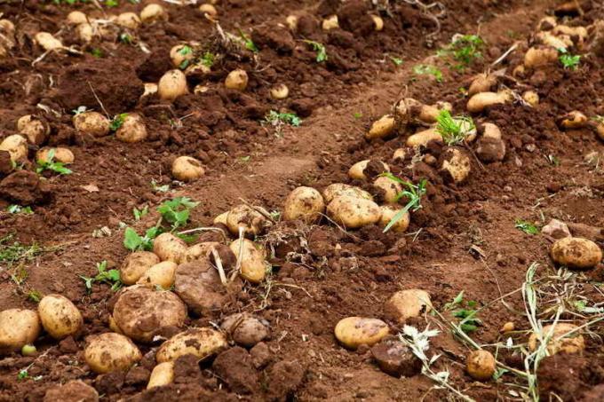 Bagaimana melindungi kentang dari degenerasi
