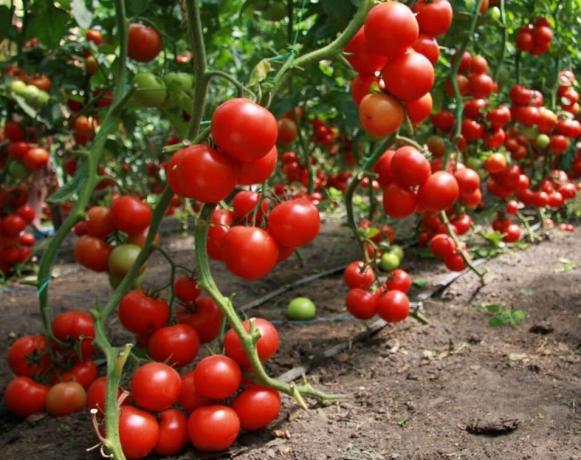 Cara untuk mendapatkan tanaman yang baik tomat