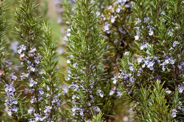 Berbagai dengan daun yang besar; Tuscan Biru (Foto digunakan di bawah lisensi standar © ofazende.ru)