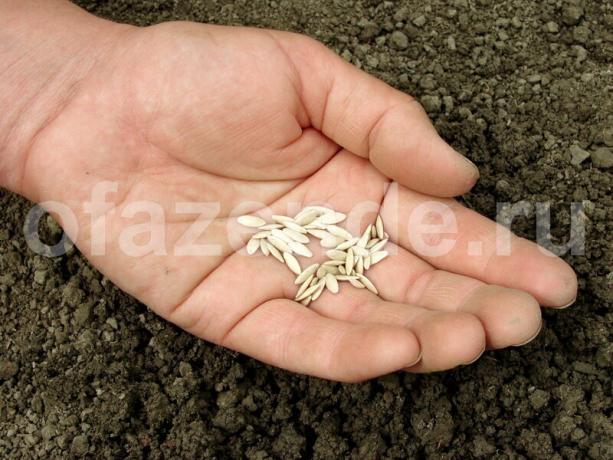 Menabur benih mentimun pada bulan Juli. Ilustrasi untuk sebuah artikel digunakan untuk lisensi standar © ofazende.ru