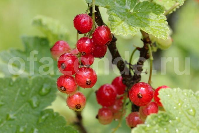 Bibit kismis merah tanpa biaya