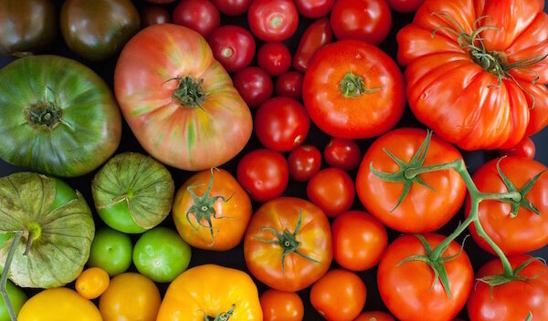 Metode asli untuk tumbuh tomat di remah roti