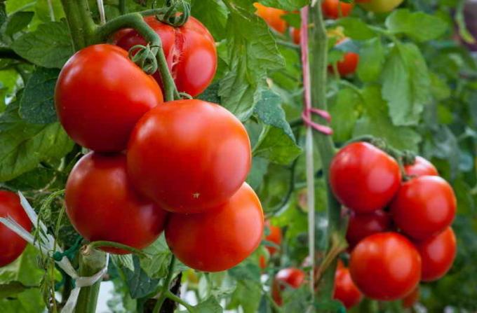 Dua ember dengan masing-masing tanaman atau bagaimana untuk mencapai hasil tinggi dari tomat