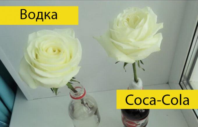 Cara memperpanjang umur bunga mawar tanpa alat khusus.