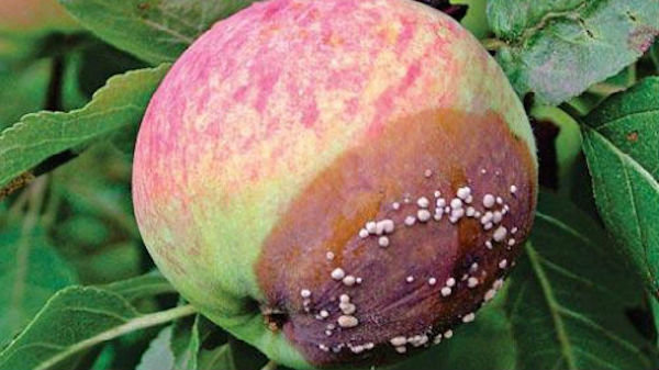 4 kesalahan tukang kebun, karena yang apel membusuk di pohon yang tepat