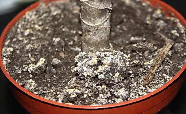 Jamur putih di pot bunga: di mana dan bagaimana untuk menyingkirkan