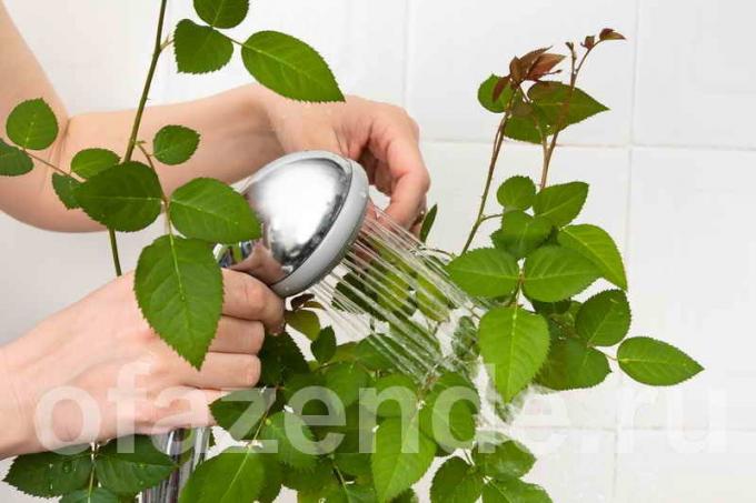 Cara mencuci tanaman indoor Anda daun debu, untuk berkilauan?