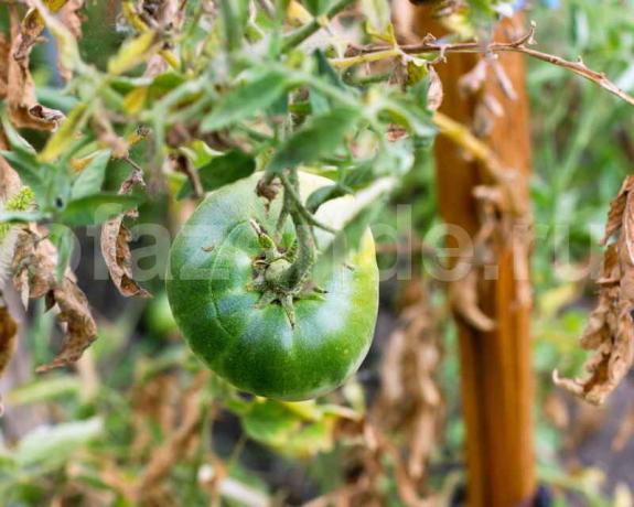 Tumbuh tomat. Ilustrasi untuk sebuah artikel digunakan untuk lisensi standar © ofazende.r