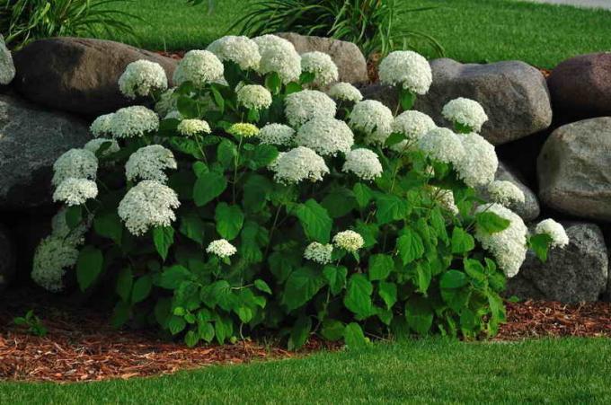 Hydrangea disebarkan: 7 Rahasia Untuk Sukses