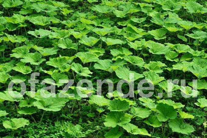 Kami menyediakan infus burdock terhadap kutu daun