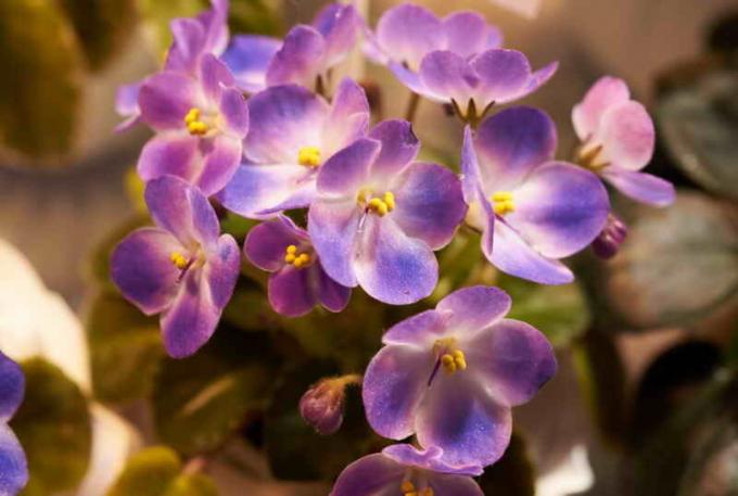 Mekar bunga violet. Ilustrasi untuk sebuah artikel digunakan untuk lisensi standar © ofazende.ru