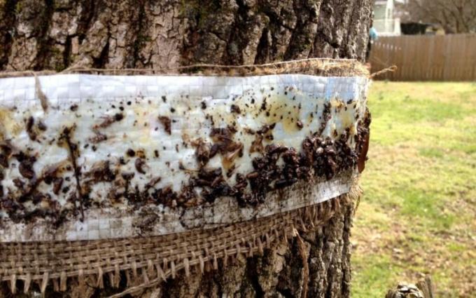 Stalker belt untuk melindungi pohon: ketika memaksakan dan menghapus