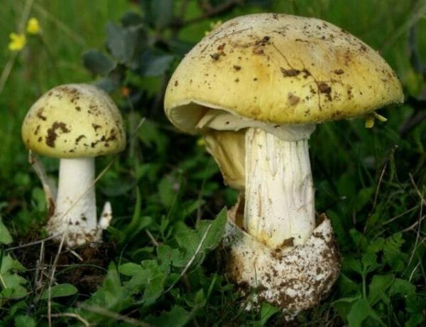 10 jenis jamur beracun yang terbaik yang tersisa di hutan