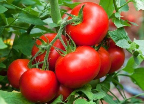 Cara yang efektif untuk membantu menanam tomat manis