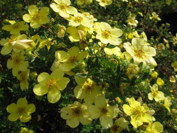 Bunga dari varietas kecil, kuning lemon