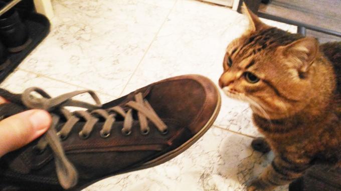 Penerimaan sepatu kucing saya.