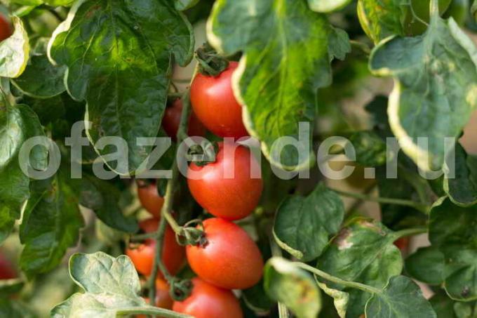 Tumbuh tomat di rumah kaca. Ilustrasi untuk sebuah artikel digunakan untuk lisensi standar © ofazende.ru