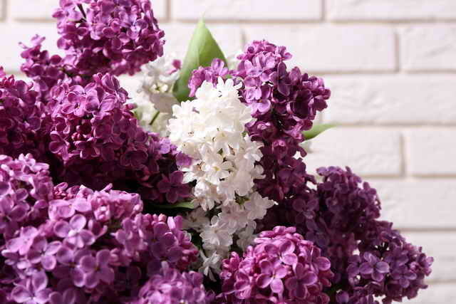 Lilac - perawatan di musim gugur dan persiapan untuk musim dingin: pemangkasan dan shelter