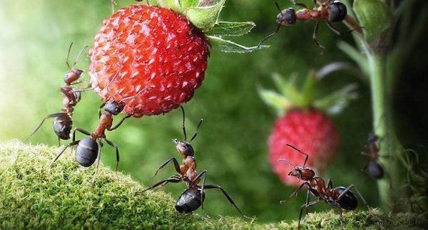 Semut di situs: bahaya atau manfaat?