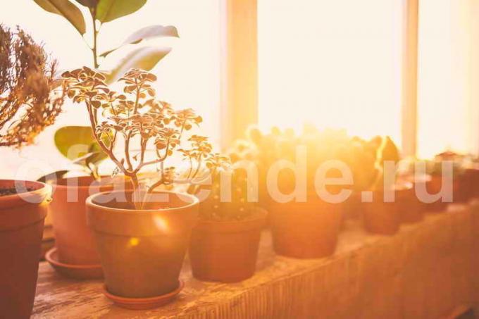 pot tanaman untuk balkon. Ilustrasi untuk sebuah artikel digunakan untuk lisensi standar © ofazende.ru