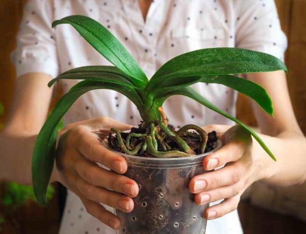 Mengapa akar anggrek kering, dan melihat keluar dari pot? Sebuah sinyal bahwa sudah waktunya untuk mengambil tindakan