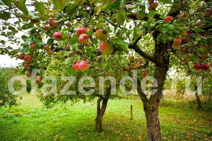 Merawat pohon apel. Ilustrasi untuk sebuah artikel digunakan untuk lisensi standar © ofazende.ru