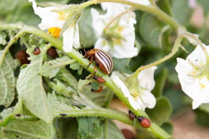 Shell tepung untuk membantu mengatasi invasi kumbang kentang Colorado