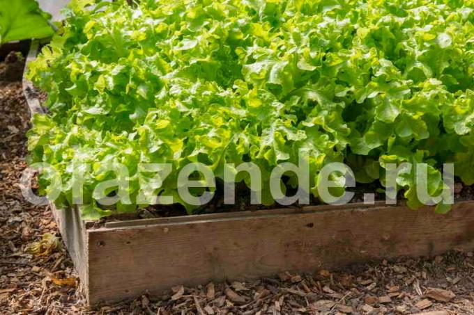 Cara menanam salad dalam biji tanah terbuka