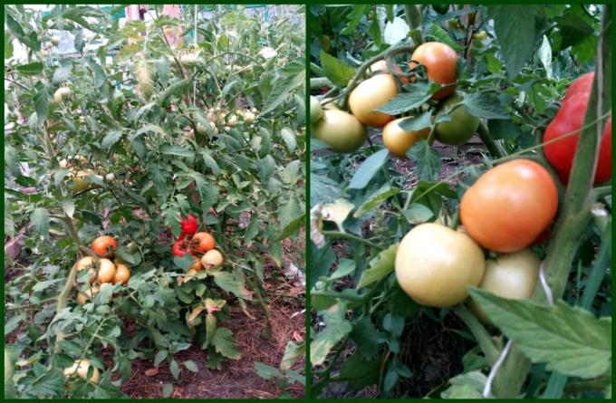 Bagaimana cara mendapatkan tomat yang baik diikat dengan cepat dan tersipu. panen akan banyak!