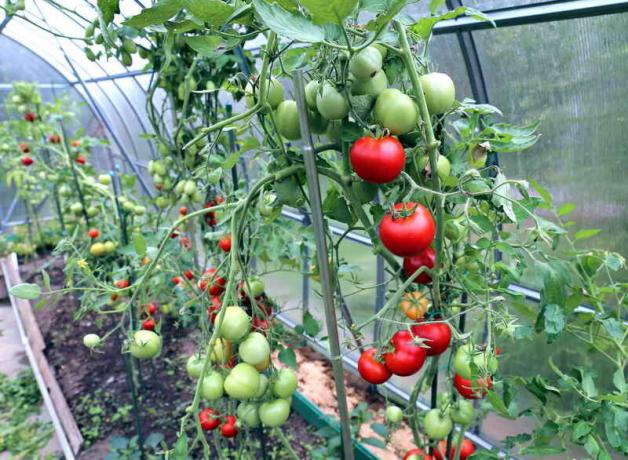 Merawat tomat di rumah kaca (Photo digunakan di bawah lisensi standar © ofazende.ru)