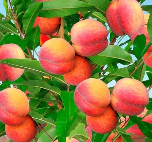 Penanaman dan budidaya buah persik dalam negeri