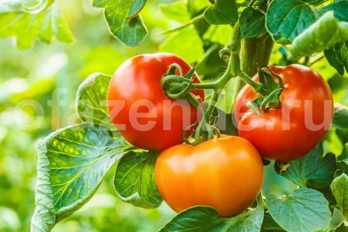 Tumbuh tomat. Ilustrasi untuk sebuah artikel digunakan untuk lisensi standar © ofazende.ru