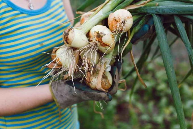 Cara menanam bawang besar. Namun yang disimpan untuk waktu yang lama dan