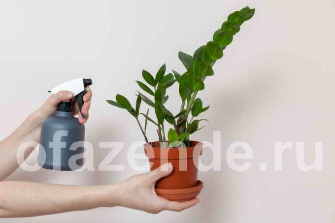 Perawatan untuk Zamioculcas. Ilustrasi untuk sebuah artikel digunakan untuk lisensi standar © ofazende.ru