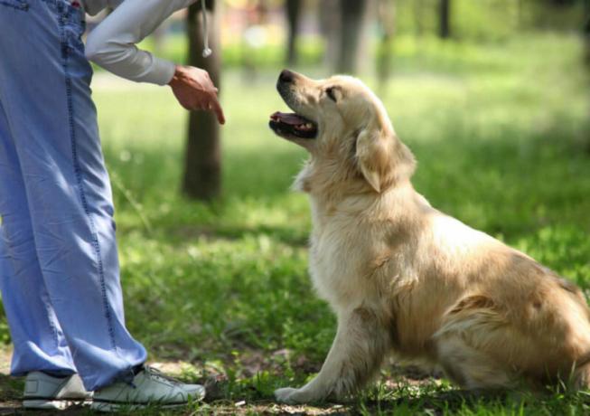 Anjing untuk rumah-rumah pribadi: apa yang berkembang biak untuk memilih?