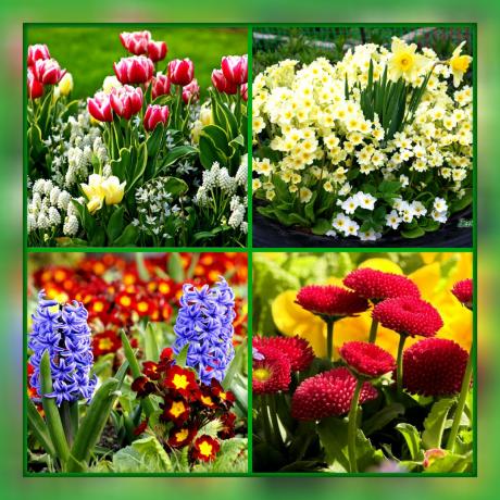 Apa jenis bunga untuk menanam bunga tidur Anda, jika Anda ingin menjadi mekar dari awal musim semi sampai akhir musim gugur