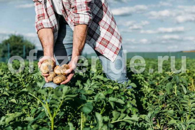 Tumbuh kentang di jerami. Ilustrasi untuk sebuah artikel digunakan untuk lisensi standar © ofazende.ru
