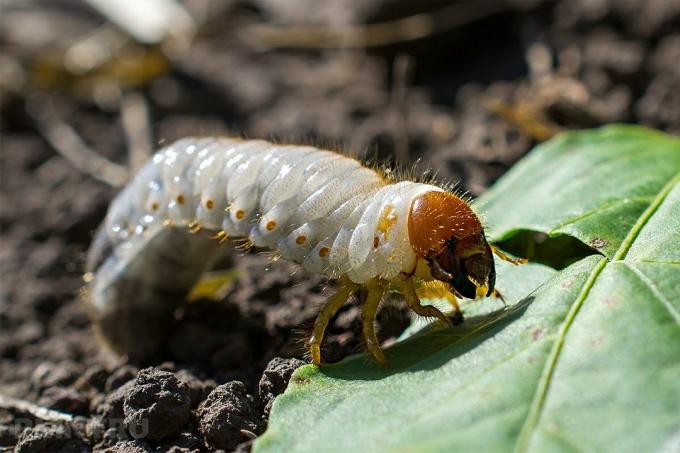 Cara mudah untuk menyingkirkan kebun Anda dari Cockchafer, anjing tanah, siput dan kutu daun tanpa menggunakan pestisida: 5 Terbukti Cara