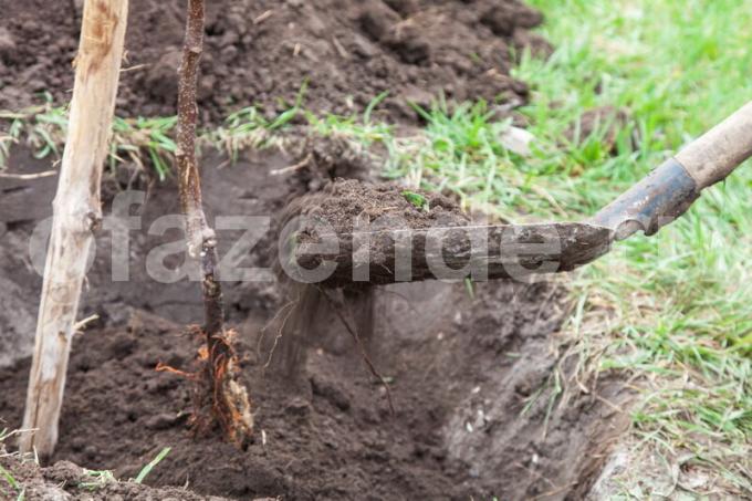 Mengapa bibit die: kesalahan dasar tukang kebun