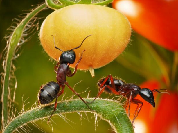 Berlibur setiap tahun berusaha untuk menemukan cara terbaik semut taman. Ilustrasi untuk sebuah artikel digunakan untuk lisensi standar © ofazende.ru