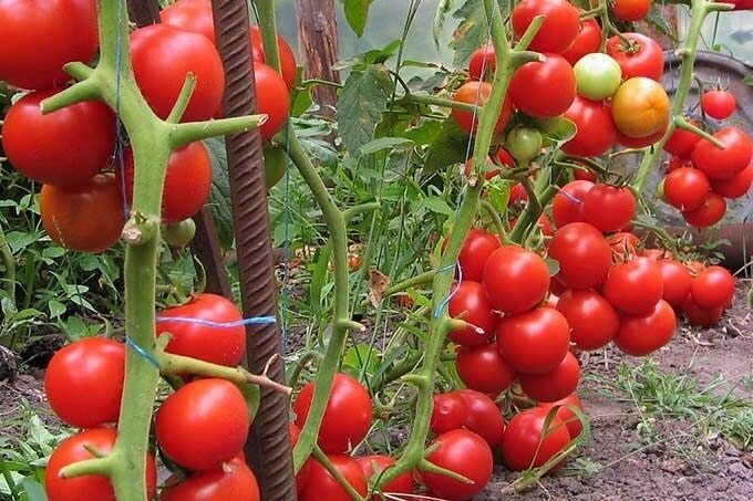 Seperti yang telah saya hampir 2 kali lipat peningkatan hasil tomat dengan balutan sederhana