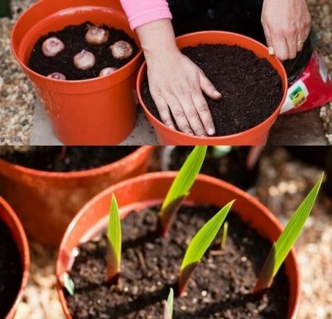 Metode perbanyakan benih gladioli melibatkan beberapa kesulitan, jadi tukang kebun pendatang baru resor untuk tidak dianjurkan. fitur berkualitas tinggi tidak selalu dapat lulus tepat melalui biji. Reproduksi hibrida yang modern gladioli tidak berhasil. Metode benih dipraktekkan di antara peternak untuk mengembangkan varietas baru. Jika Anda ingin tumbuh gladiol dari biji, maka perlu bahan tanam memperoleh berkualitas tinggi. Sebagai aturan, benih disajikan di toko-toko khusus, hati-hati dipilih dan sepenuhnya mematuhi berbagai.