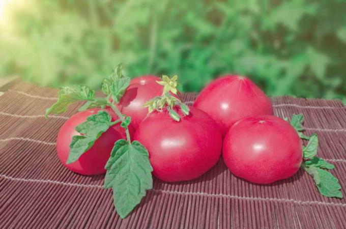 tomat merah muda vintage. Ilustrasi untuk sebuah artikel digunakan untuk lisensi standar © ofazende.ru