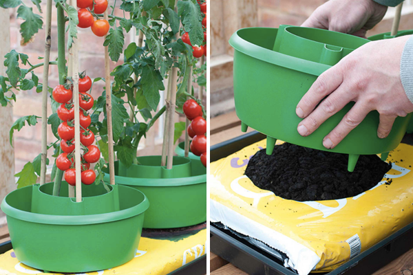 Lihat: https://www.harrodhorticultural.com/cache/product/615/615/tomato-plant-halos-3-2019117171.jpg