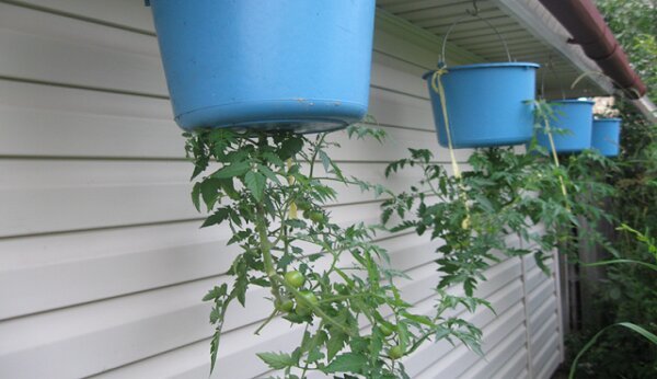 Metode asli untuk tumbuh tomat sampai akar