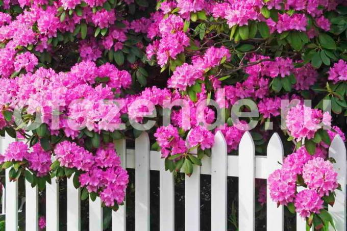 Rhododendron: naungan parsial dan asam tanah - tukang kebun saran