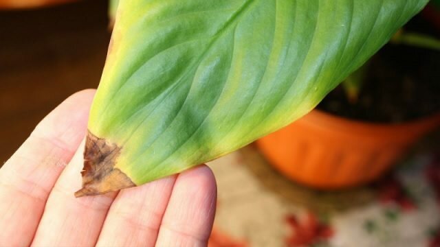 Tropis tampan Spathiphyllum merespon kekeringan dan panas dari salah satu yang pertama